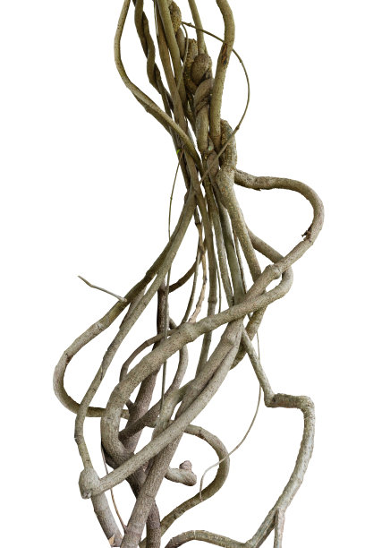 森林树干爬藤扭曲藤本植物和绿叶孤立在白色背景，修剪路径包括。图片下载