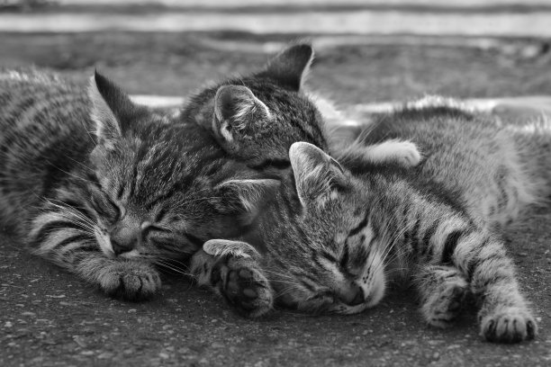 三只小猫睡在黑白相间的衣服里图片下载