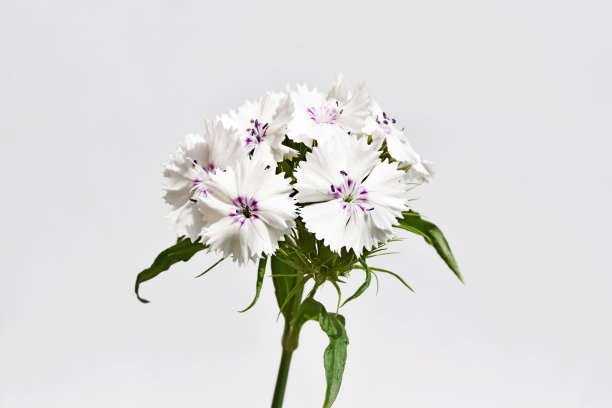 在白色背景上孤立的石竹花图片下载