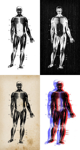 古董插图:肌肉图片下载