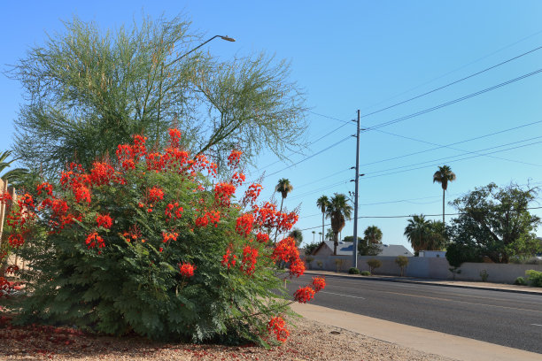 亚利桑那州凤凰城，与红天堂鸟一起进行旱作图片下载