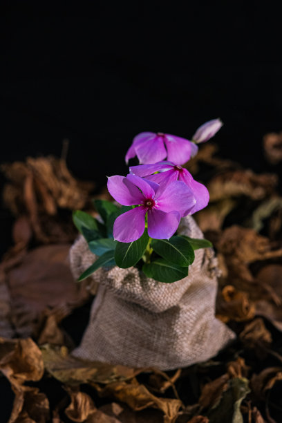 静物画图片下载