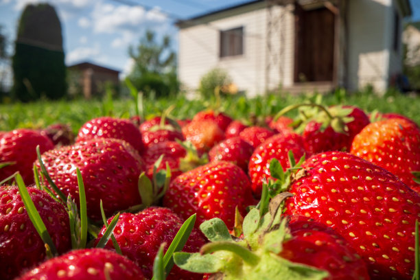 近景的草莓收获躺在绿色的草地上的花园。健康食品的概念，维生素，农业，市场，草莓销售图片下载