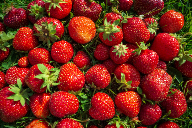 近景的草莓收获躺在绿色的草地上的花园。健康食品的概念，维生素，农业，市场，草莓销售图片下载