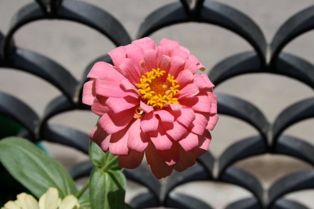 优雅的百日草(Zinnia elegans)花，火烈鸟粉红色(图片来源:Sanjiv Shukla)图片下载