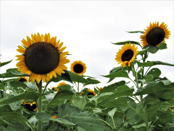 向日葵。图片下载