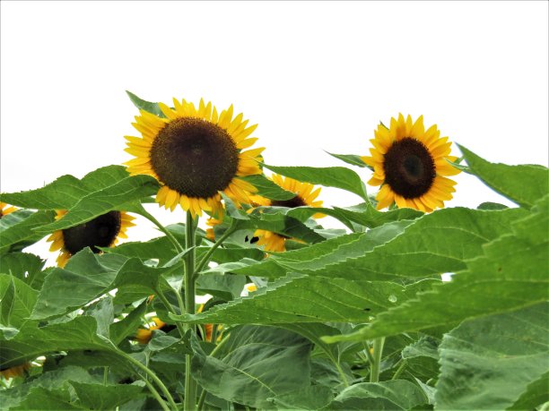 向日葵。图片下载