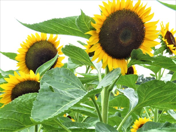 向日葵。图片下载