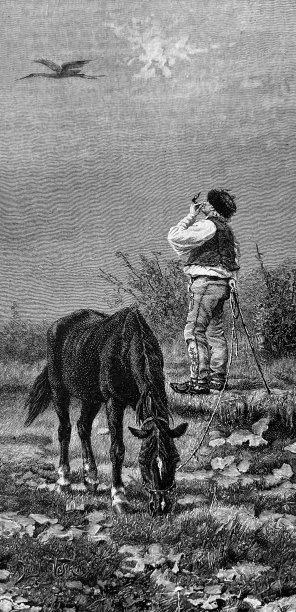 老农民抬头看着一只飞翔的鹳图片下载