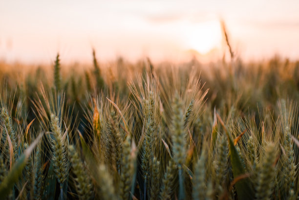 田野里金黄色的小麦图片下载