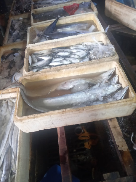 装满鱼的盒子图片下载