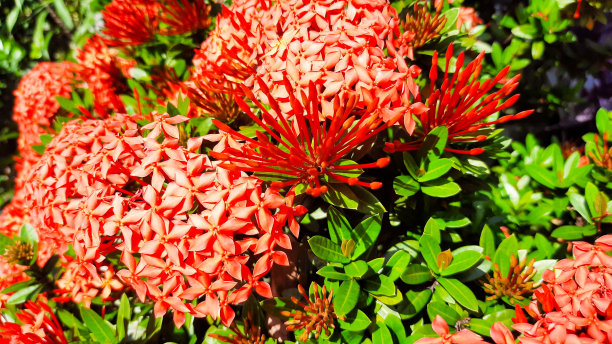 阿育王的花图片下载