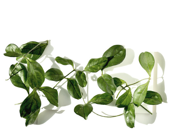 美丽的组成，新鲜的绿色茎和叶在一个孤立的白色背景。外来植物藤本植物图片下载