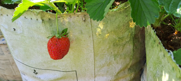 树上有成熟的有机草莓。图片下载