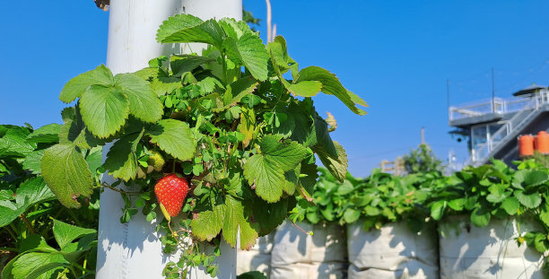 树上有成熟的有机草莓。图片下载