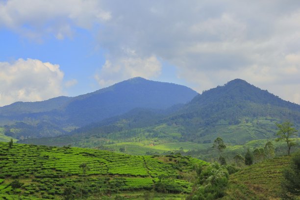 丘陵的自然风光与凉爽的山坡广阔的茶园图片下载