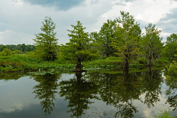 佛罗里达湖城附近的鳄鱼湖图片下载