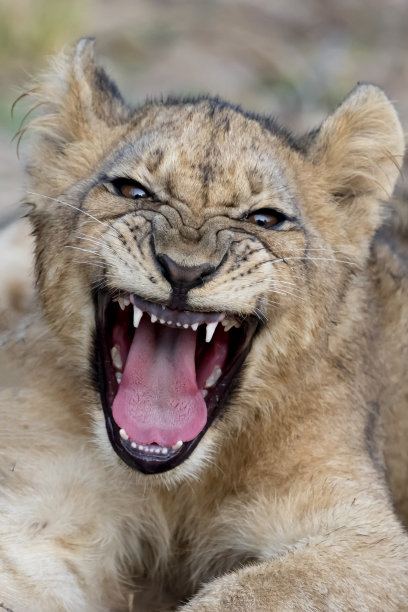 狮子幼崽叫图片下载