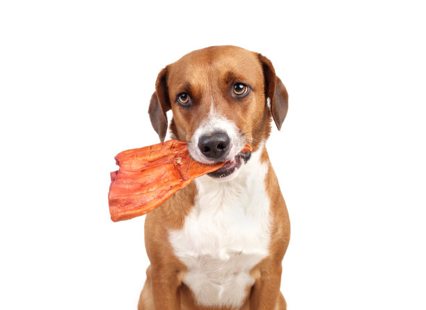 长着水牛耳的孤独狗在看镜头。图片下载