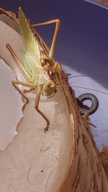 大美丽的绿色蚱蜢坐在太阳附近的水坑，蓝色的背景图片下载