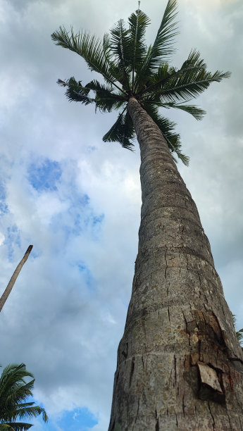 椰子树图片下载