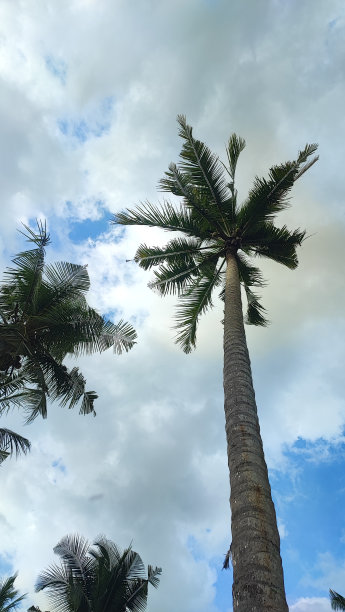 椰子树图片下载