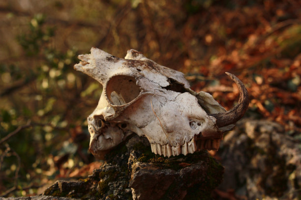 山山羊颅骨图片下载