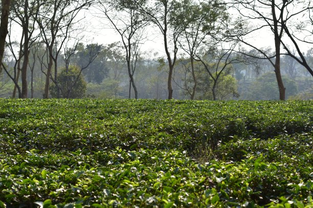 有叶子的茶树图片下载