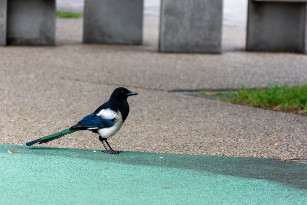 一只乌鸦，有着不寻常的颜色，黑色的尾巴和白色的翅膀图片下载