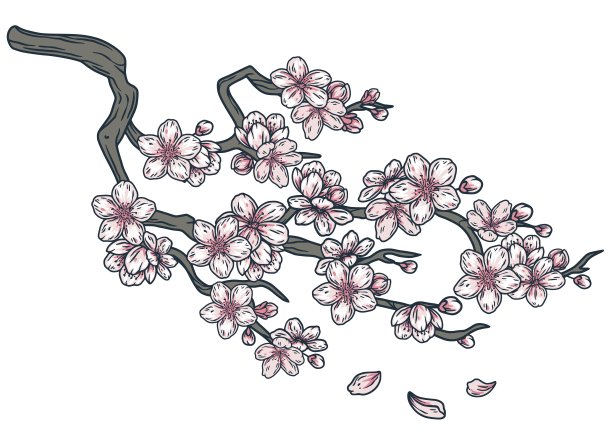 樱花枝头开满了花。植物，花瓣和芽图片下载