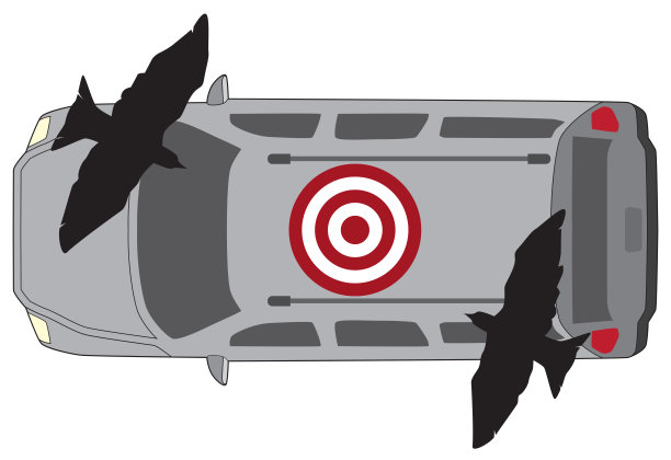 鸟屎目标图片下载