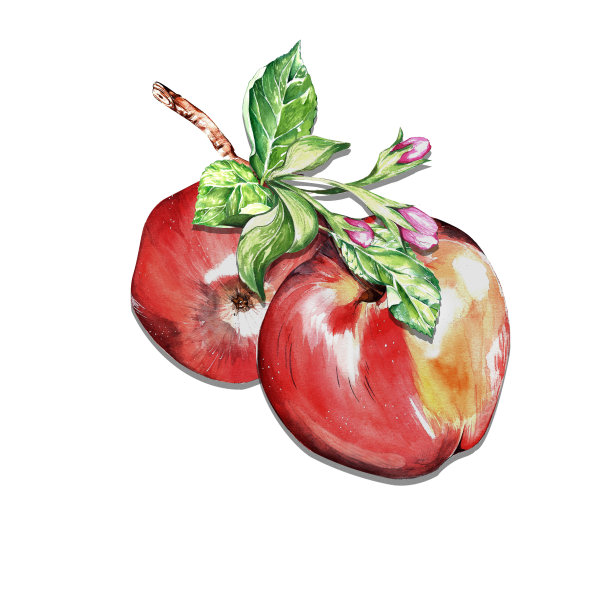 水彩。熟透的红色多汁苹果用于明信片、包装的设计图片下载