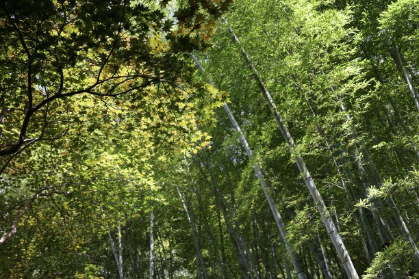 日本本州的枫叶和竹子图片下载