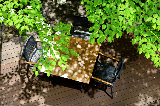 城市的露台上长满了茂盛的夏季树木图片下载