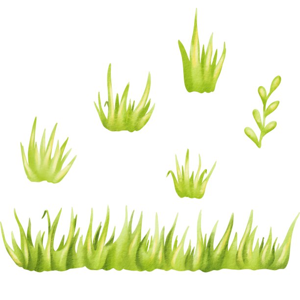 簇簇的新鲜植物在近距离孤立的元素。一套水彩绿色茂盛的草为春季或夏季装饰。收集生态户外叶片元素生长在花园或草地图片下载