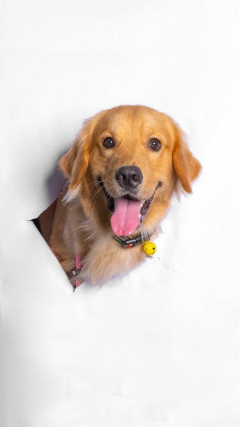 一只雄性巧克力金毛寻回犬摄影工作室宠物摄影与概念打破白纸头通过它的表情图片下载