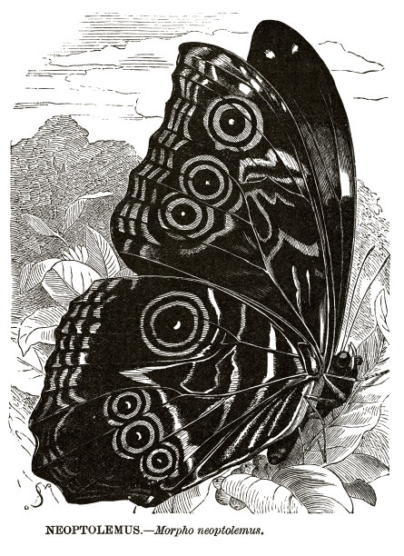 木刻或德达米亚形态，新桦梗图片下载