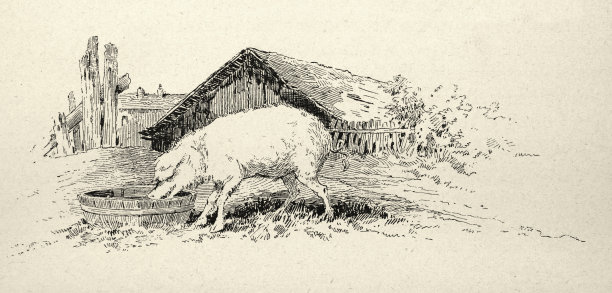 猪在农场的食槽里吃东西，19世纪19世纪90年代的维多利亚农场图片下载