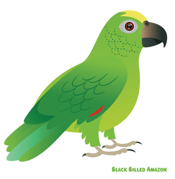 黑嘴鹦鹉(亚马逊鹦鹉)图片下载