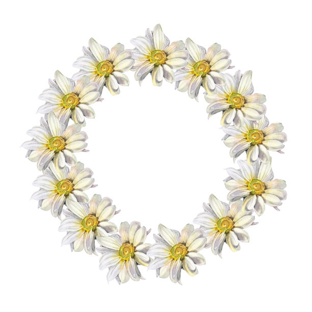 水彩圆框边框设计模板。花圈菊花菊花洋甘菊孤立在白色背景。手绘夏天植物。副本的空间。婚礼请柬剪贴画图片下载