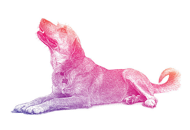 动物收容所的杂交狗，希望被收养图片下载