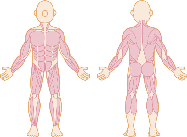 人类肌肉图片下载