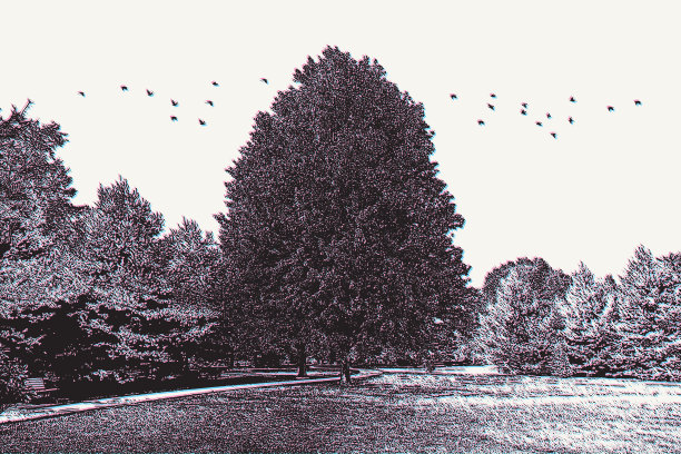 绿树成荫的公园和鸟群与故障技术图片下载