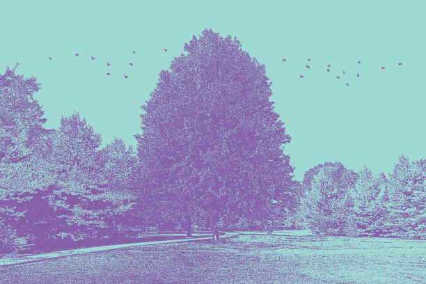 绿树成荫的公园和鸟群图片下载