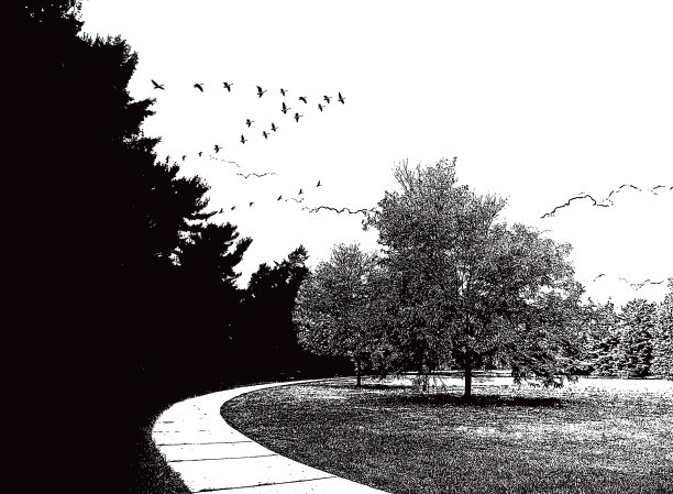 绿树成荫的公园和鸟群图片下载