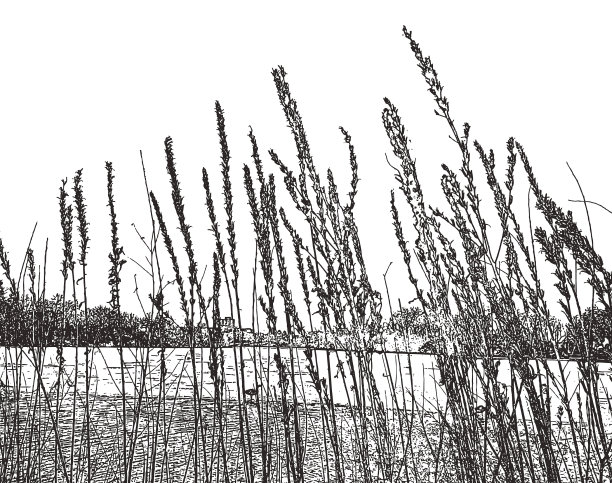 春天的湿地植物图片下载