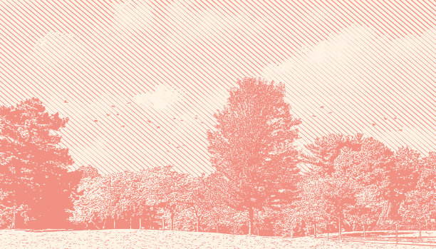 绿树成荫的公园和鸟群图片下载