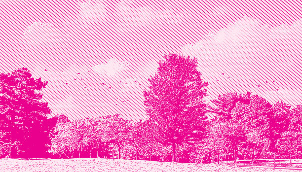 绿树成荫的公园和鸟群图片下载