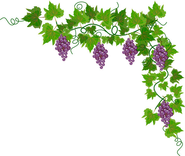 葡萄即将上市图片下载