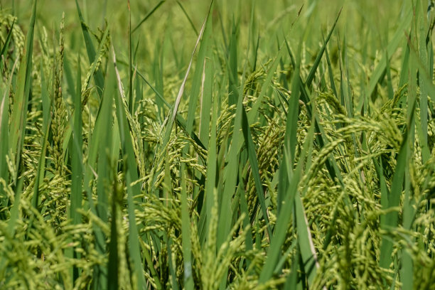 水稻图片下载